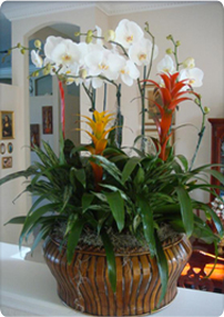 Interior Plant Service